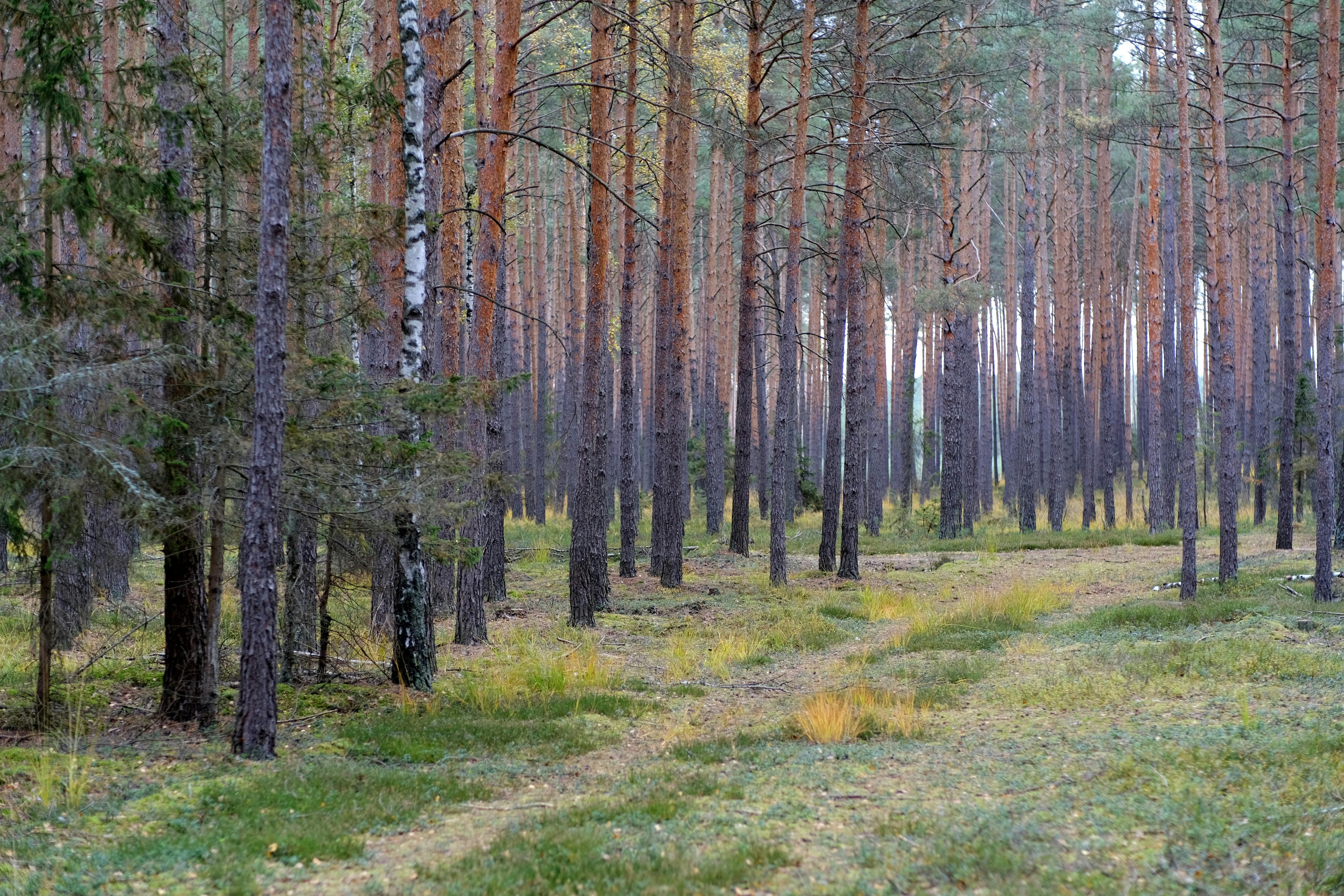 Sustainably managed forest — cellulose fiber source