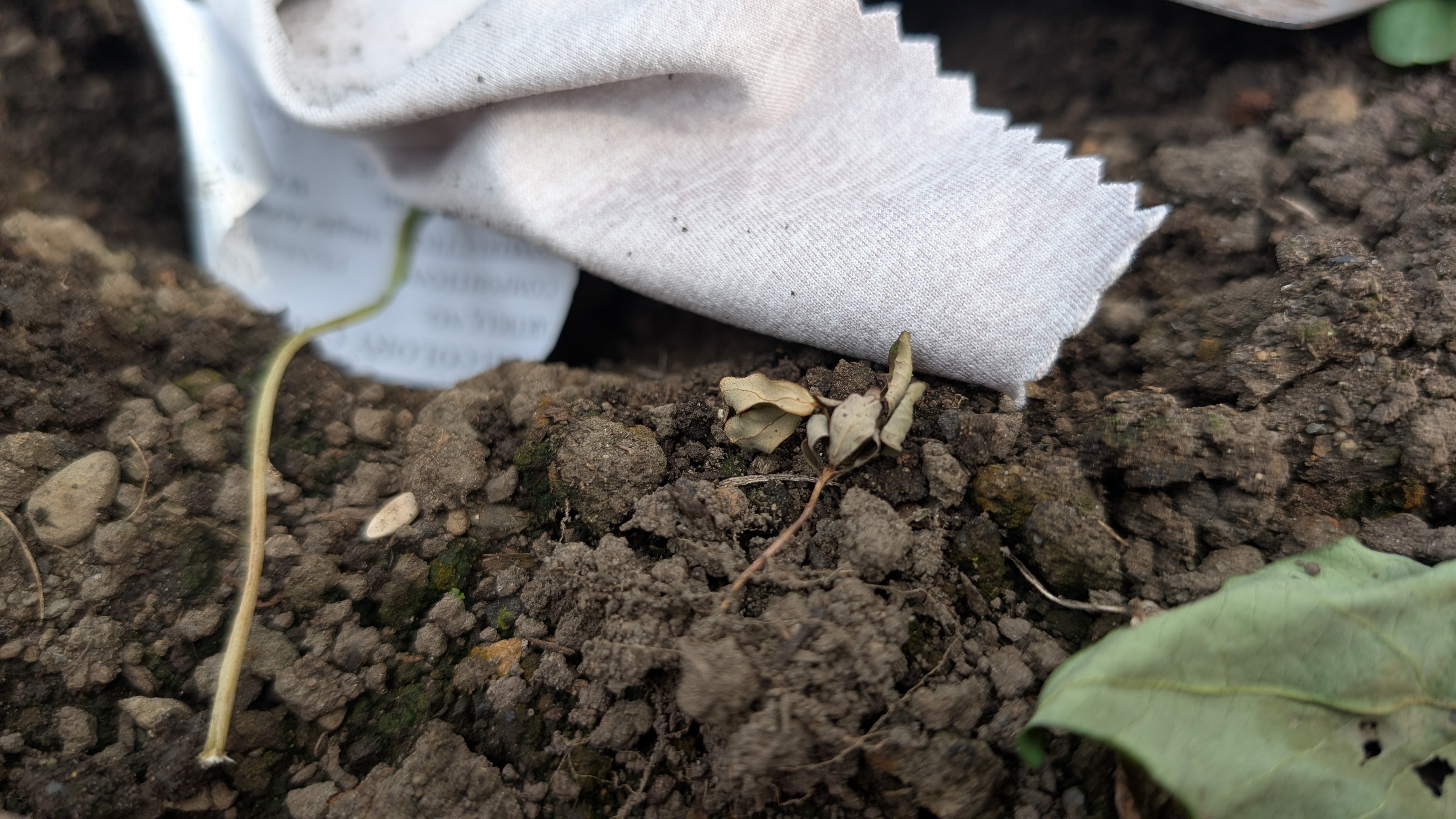 Biodegradable fabric buried in soil