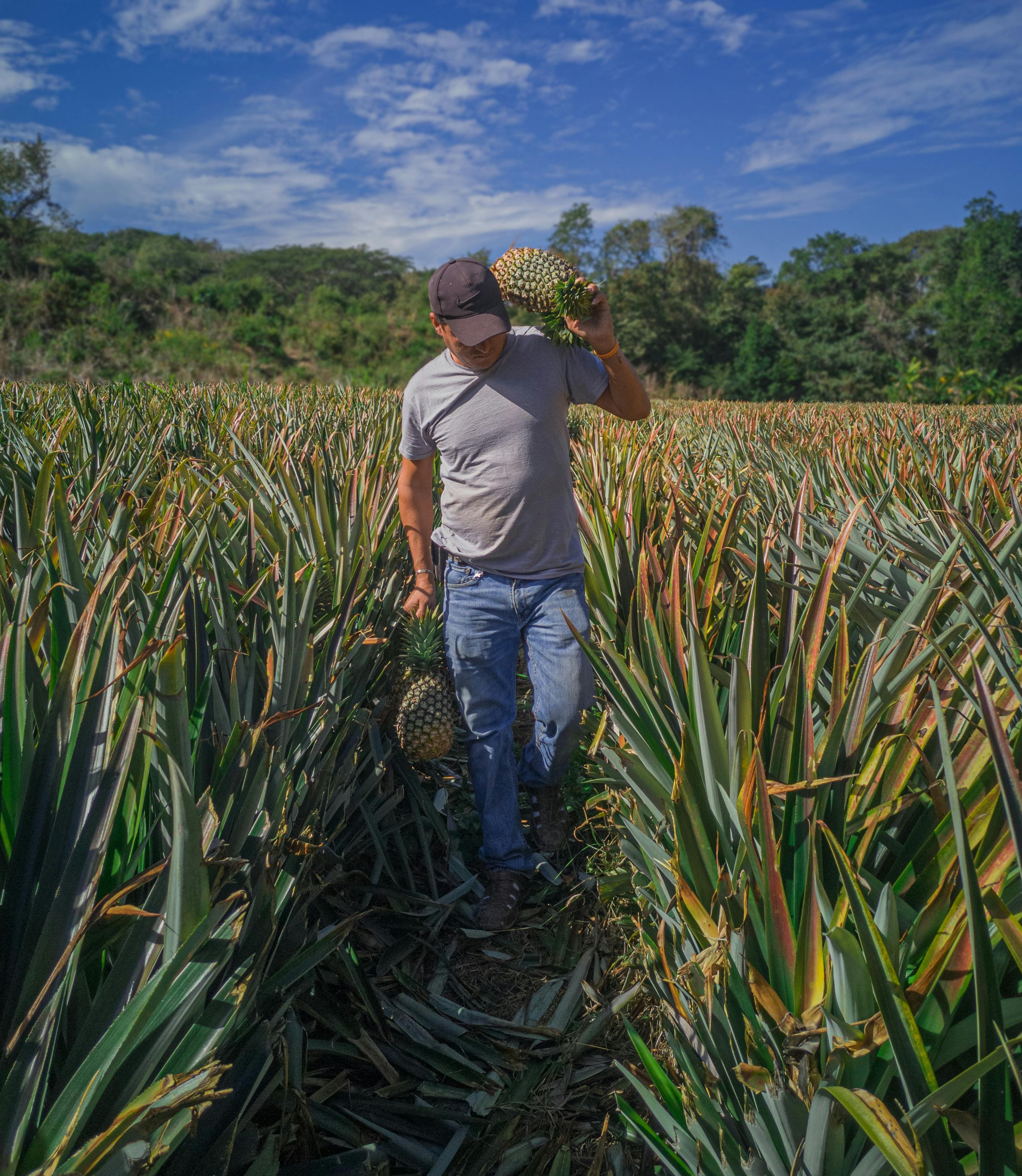 Pineapple farm — PALF source
