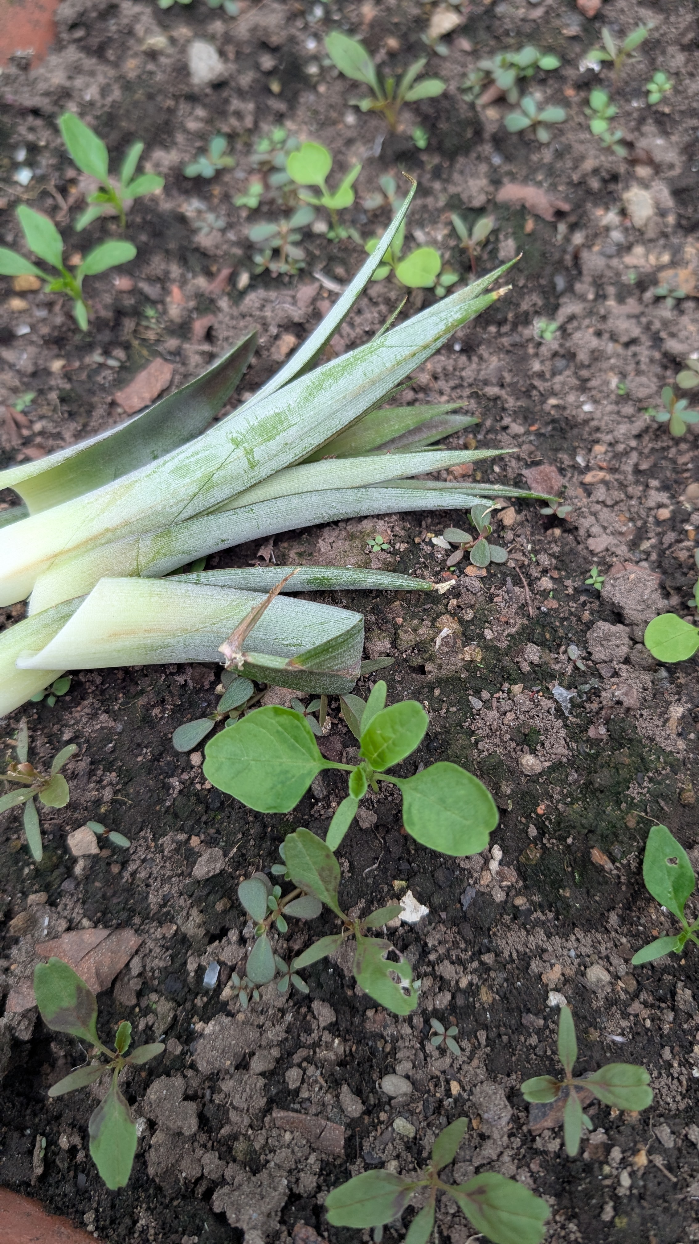 Pineapple leaf — PALF source material
